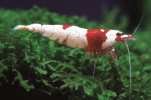 img_3188_verkleinert FAQ - Motion Aquaristik Silbermann
